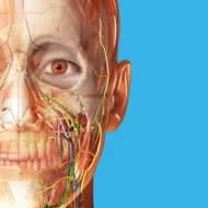 Human Anatomy Atlas 2026 2026.005.009