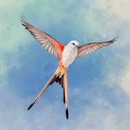 Wingspan 1.1.146