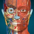 Anatomy Learning 3.1.466